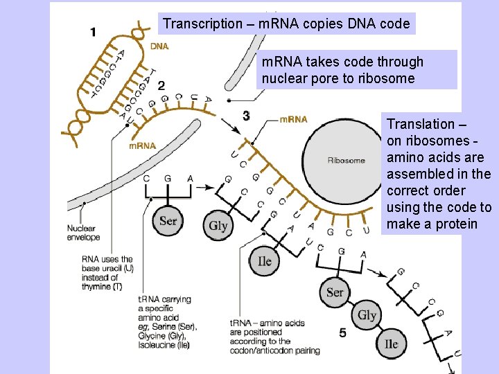 Transcription – m. RNA copies DNA code m. RNA takes code through nuclear pore
