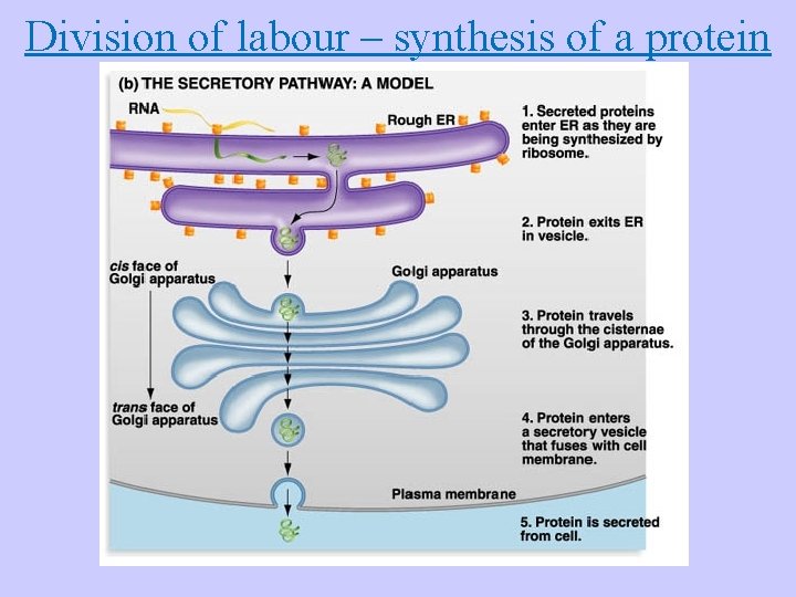 Division of labour – synthesis of a protein 