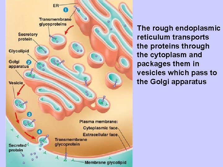 The rough endoplasmic reticulum transports the proteins through the cytoplasm and packages them in