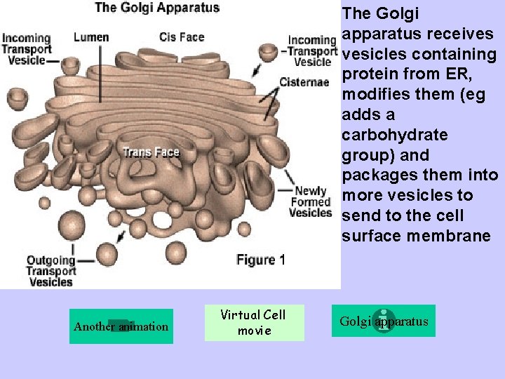 The Golgi apparatus receives vesicles containing protein from ER, modifies them (eg adds a