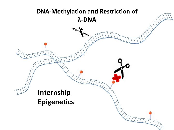 DNA-Methylation and Restriction of λ-DNA Internship Epigenetics 
