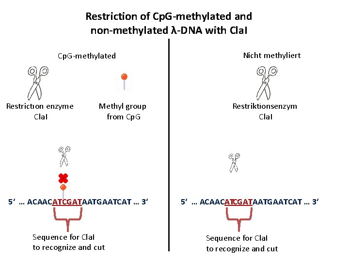 Restriction of Cp. G-methylated and non-methylated λ-DNA with Cla. I Cp. G-methylated Restriction enzyme