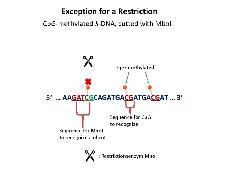 Exception for a Restriction Cp. G-methylated λ-DNA, cutted with Mbo. I Cp. G methylated