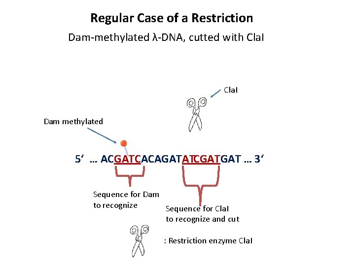 Regular Case of a Restriction Dam-methylated λ-DNA, cutted with Cla. I Dam methylated 5‘
