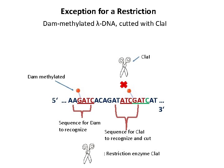 Exception for a Restriction Dam-methylated λ-DNA, cutted with Cla. I Dam methylated 5‘ …