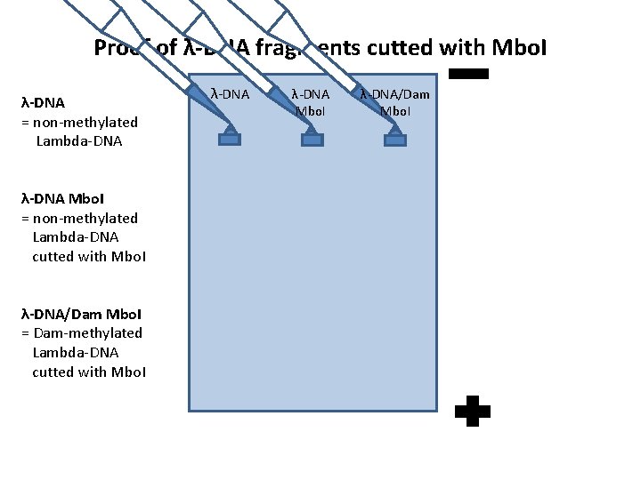 Proof of λ-DNA fragments cutted with Mbo. I λ-DNA = non-methylated Lambda-DNA λ-DNA Mbo.