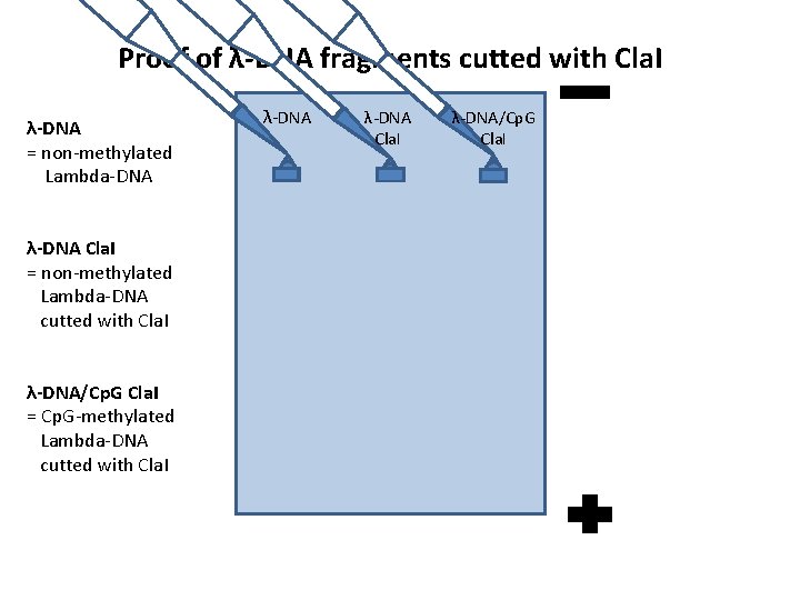 Proof of λ-DNA fragments cutted with Cla. I λ-DNA = non-methylated Lambda-DNA λ-DNA Cla.