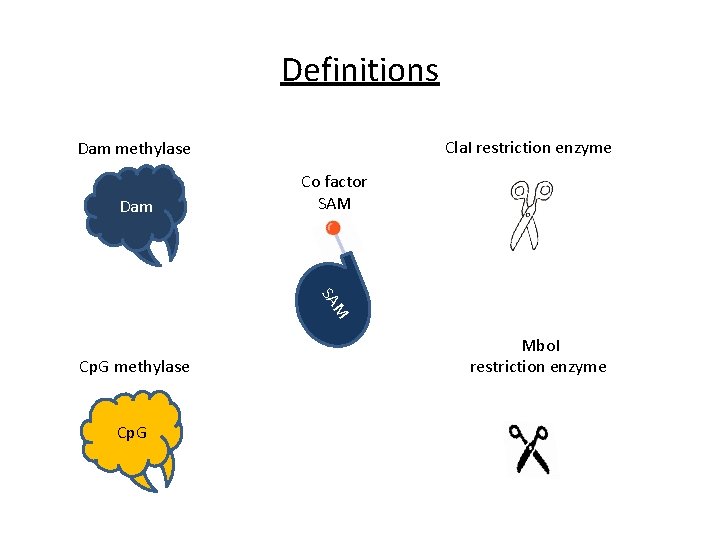 Definitions Cla. I restriction enzyme Dam methylase Dam Co factor SAM M SA Cp.