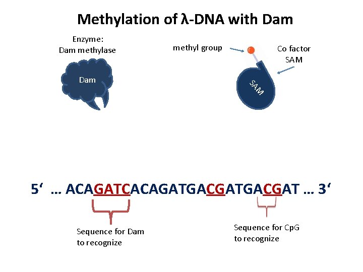 Methylation of λ-DNA with Dam Enzyme: Dam methylase Co factor SAM M SA Dam