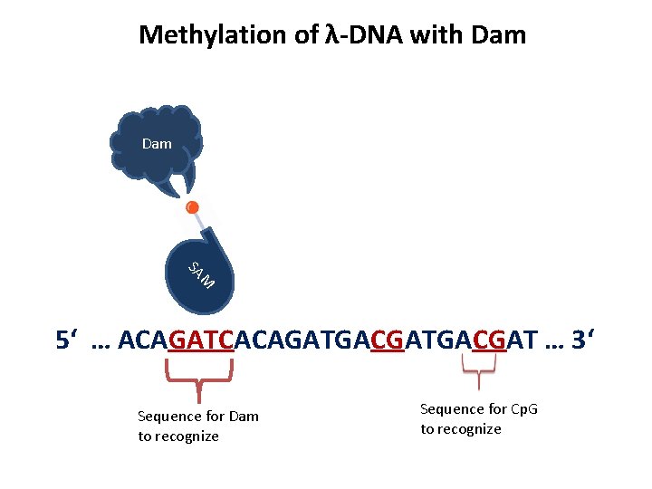 Methylation of λ-DNA with Dam M SA 5‘ … ACAGATCACAGATGACGAT … 3‘ Sequence for