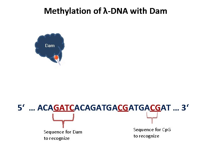 Methylation of λ-DNA with Dam 5‘ … ACAGATCACAGATGACGAT … 3‘ Sequence for Dam to