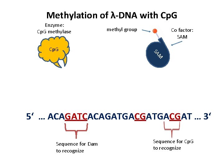 Methylation of λ-DNA with Cp. G Enzyme: Cp. G methylase Co factor: SAM M