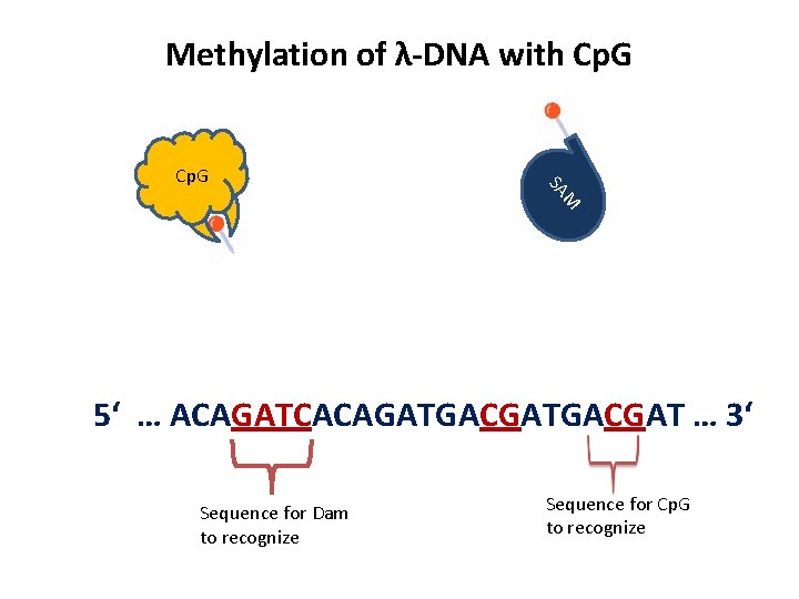 Methylation of λ-DNA with Cp. G M SA Cp. G 5‘ … ACAGATCACAGATGACGAT …