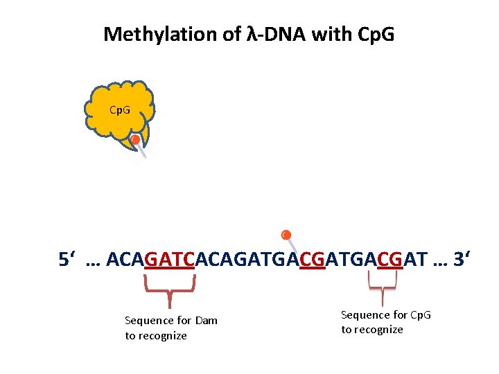 Methylation of λ-DNA with Cp. G 5‘ … ACAGATCACAGATGACGAT … 3‘ Sequence for Dam