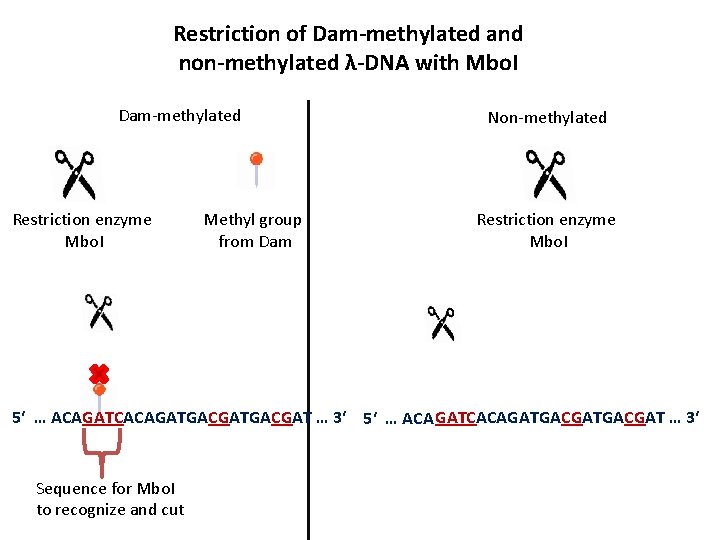 Restriction of Dam-methylated and non-methylated λ-DNA with Mbo. I Dam-methylated Restriction enzyme Mbo. I