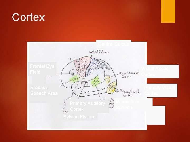 Cortex Central Sulcus Frontal Eye Field Visual Assoc. Cortex Brocas’s Speech Area Primary Visual
