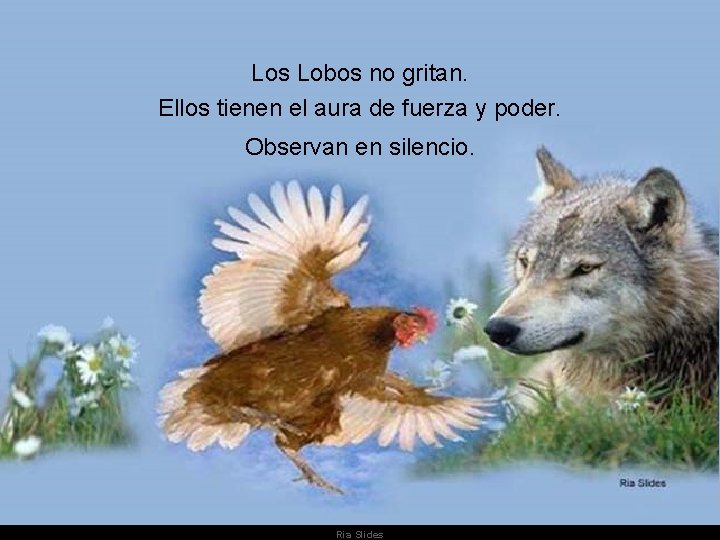 Los Lobos no gritan. Ellos tienen el aura de fuerza y poder. Observan en Los Lobos no gritan. Ellos tienen el aura de fuerza y poder. Observan en