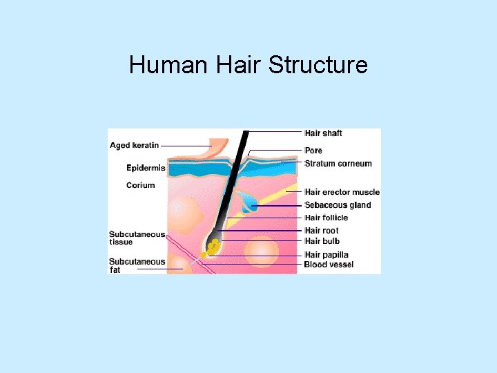 Human Hair Structure 