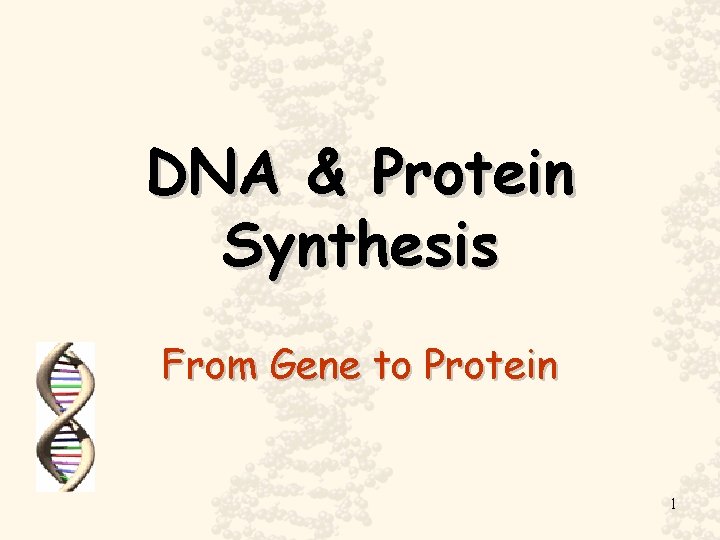 DNA & Protein Synthesis From Gene to Protein 1 