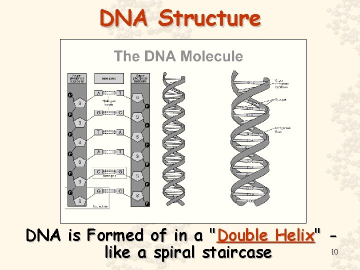 DNA Structure DNA is Formed of in a "Double Helix" 10 like a spiral