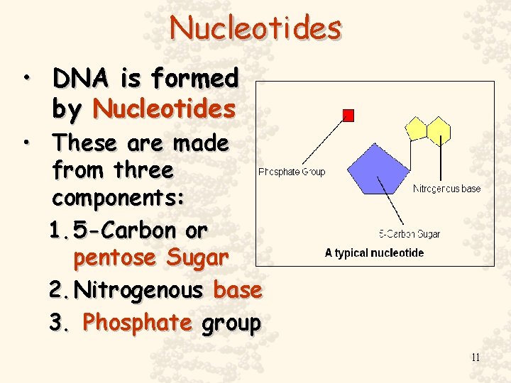 Nucleotides • DNA is formed by Nucleotides • These are made from three components: