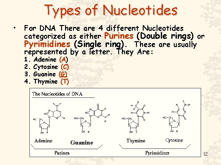 Types of Nucleotides • For DNA There are 4 different Nucleotides categorized as either