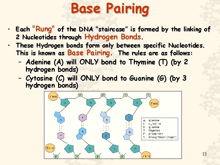 Base Pairing • Each "Rung" of the DNA "staircase" is formed by the linking