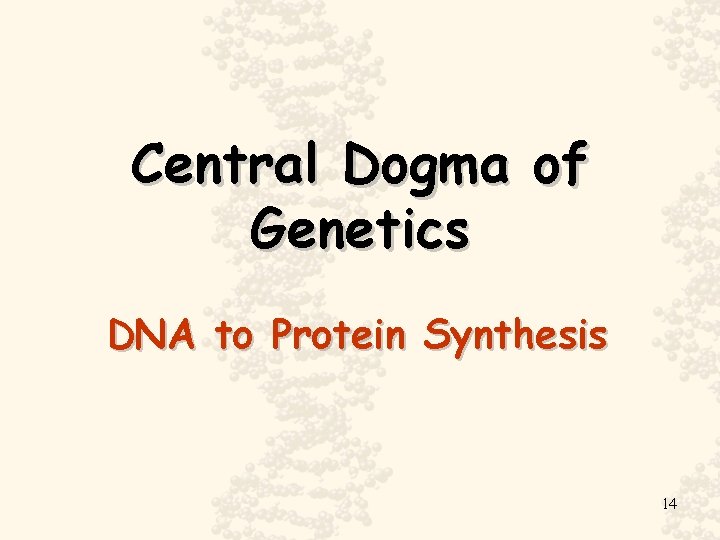 Central Dogma of Genetics DNA to Protein Synthesis 14 