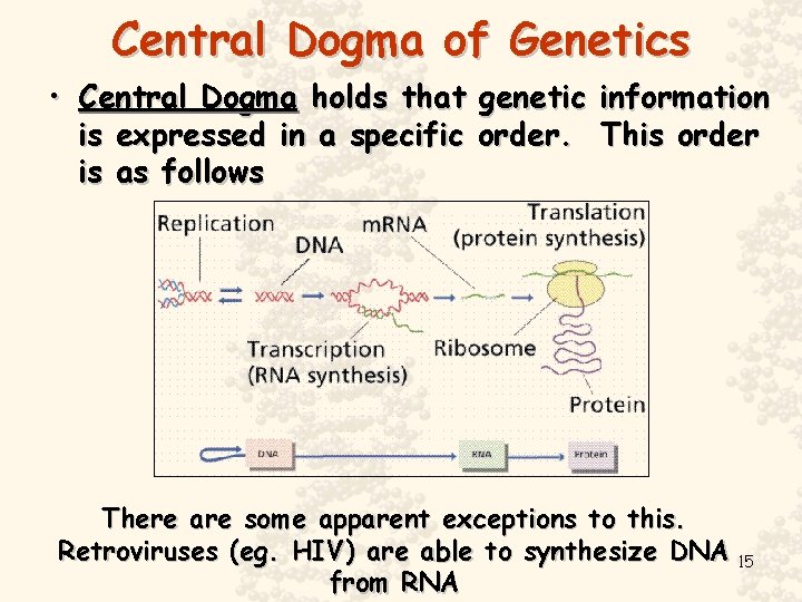 Central Dogma of Genetics • Central Dogma holds that genetic information is expressed in