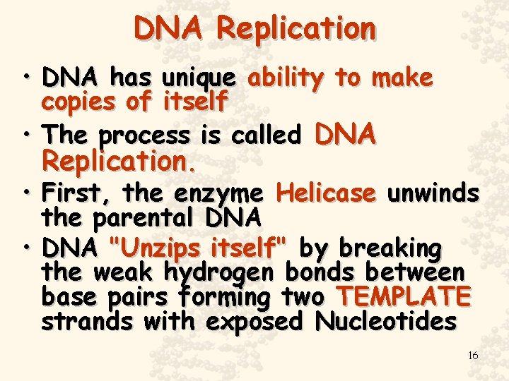 DNA Replication • DNA has unique ability to make copies of itself • The