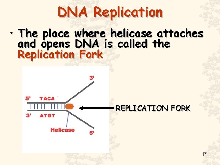 DNA Replication • The place where helicase attaches and opens DNA is called the