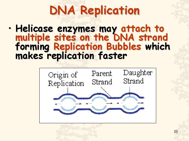 DNA Replication • Helicase enzymes may attach to multiple sites on the DNA strand