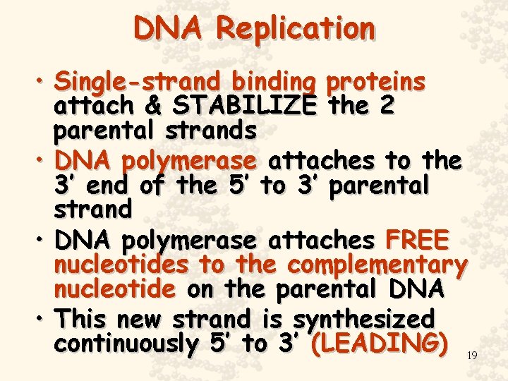 DNA Replication • Single-strand binding proteins attach & STABILIZE the 2 parental strands •