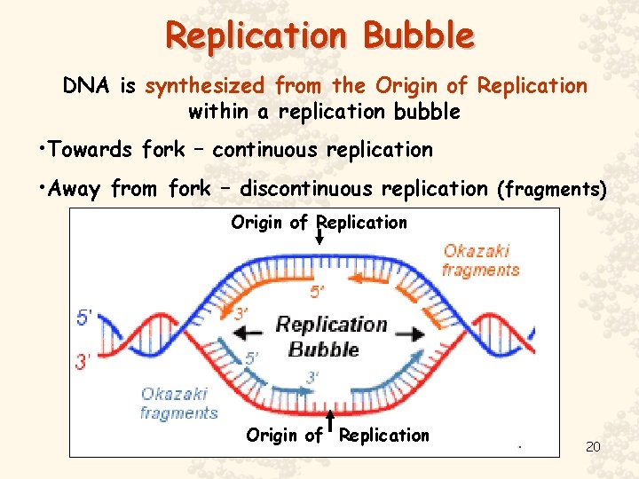 Replication Bubble DNA is synthesized from the Origin of Replication within a replication bubble