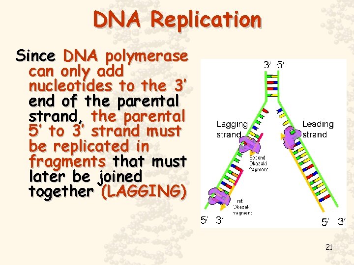 DNA Replication Since DNA polymerase can only add nucleotides to the 3’ end of