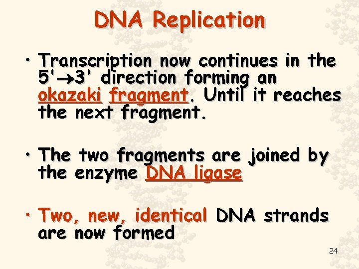 DNA Replication • Transcription now continues in the 5' 3' direction forming an okazaki