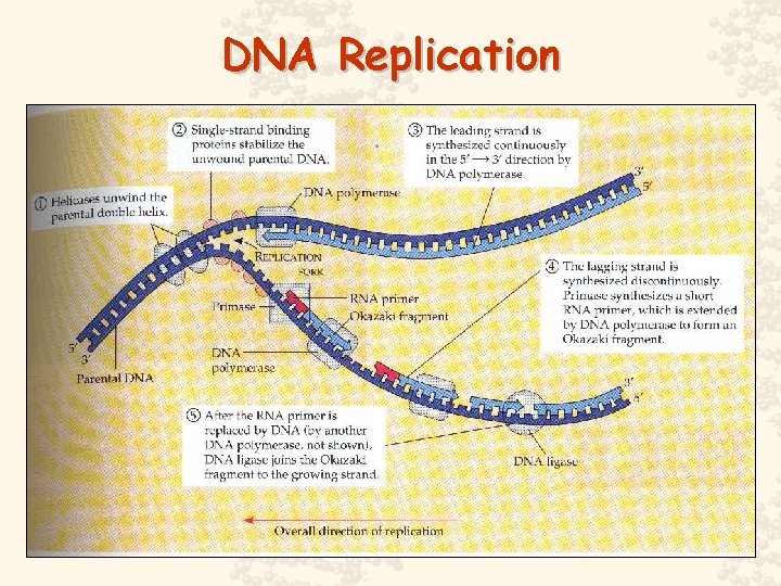 DNA Replication 25 