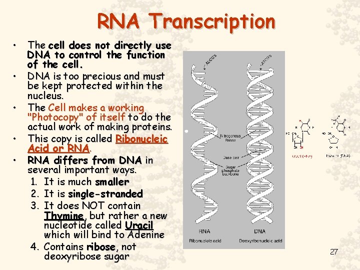 RNA Transcription • • • The cell does not directly use DNA to control
