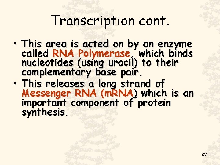 Transcription cont. • This area is acted on by an enzyme called RNA Polymerase,