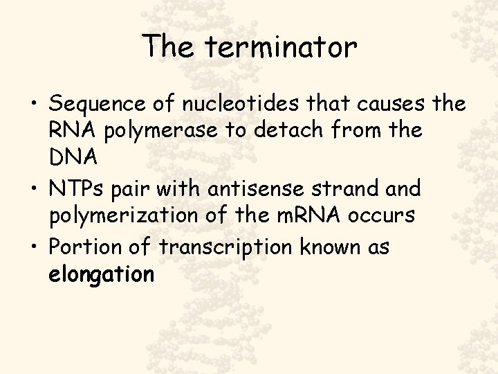 The terminator • Sequence of nucleotides that causes the RNA polymerase to detach from