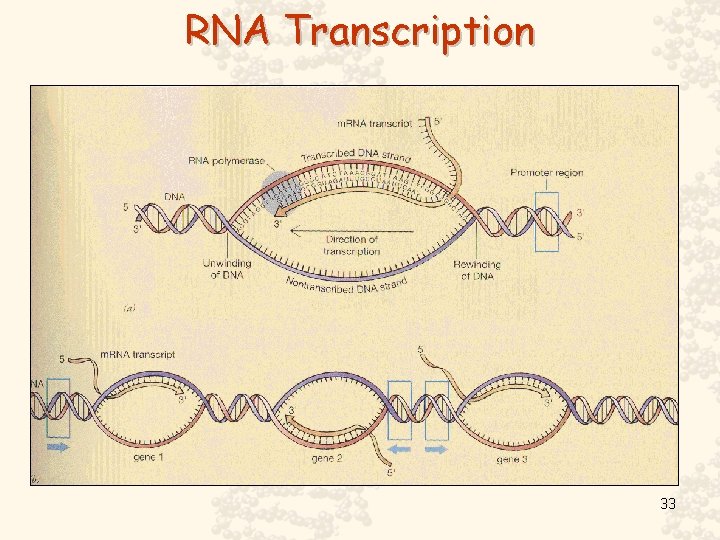 RNA Transcription 33 