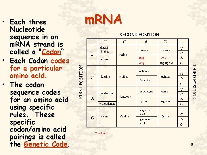  • Each three Nucleotide sequence in an m. RNA strand is called a