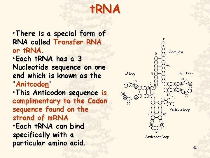 t. RNA • There is a special form of RNA called Transfer RNA or