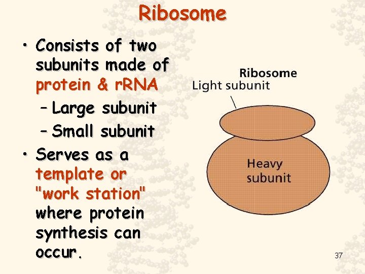 Ribosome • Consists of two subunits made of protein & r. RNA – Large