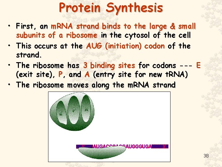 Protein Synthesis • First, an m. RNA strand binds to the large & small