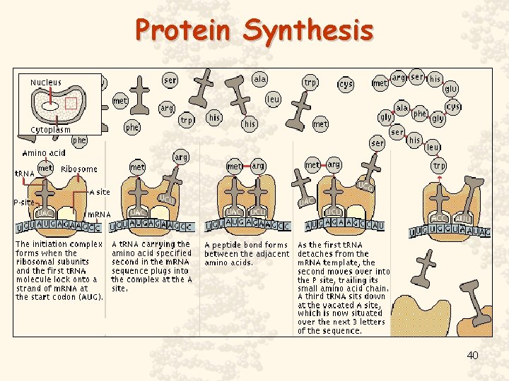 Protein Synthesis 40 