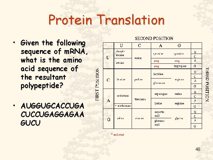 Protein Translation • Given the following sequence of m. RNA, what is the amino