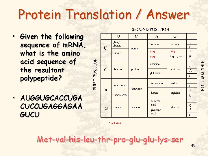 Protein Translation / Answer • Given the following sequence of m. RNA, what is