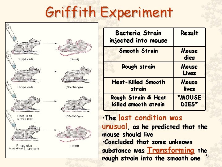 Griffith Experiment Bacteria Strain injected into mouse Result Smooth Strain Mouse dies Rough strain