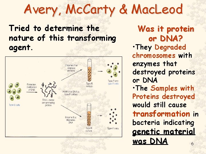 Avery, Mc. Carty & Mac. Leod Tried to determine the nature of this transforming